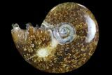 Polished, Agatized Ammonite (Cleoniceras) - Madagascar #97224-1